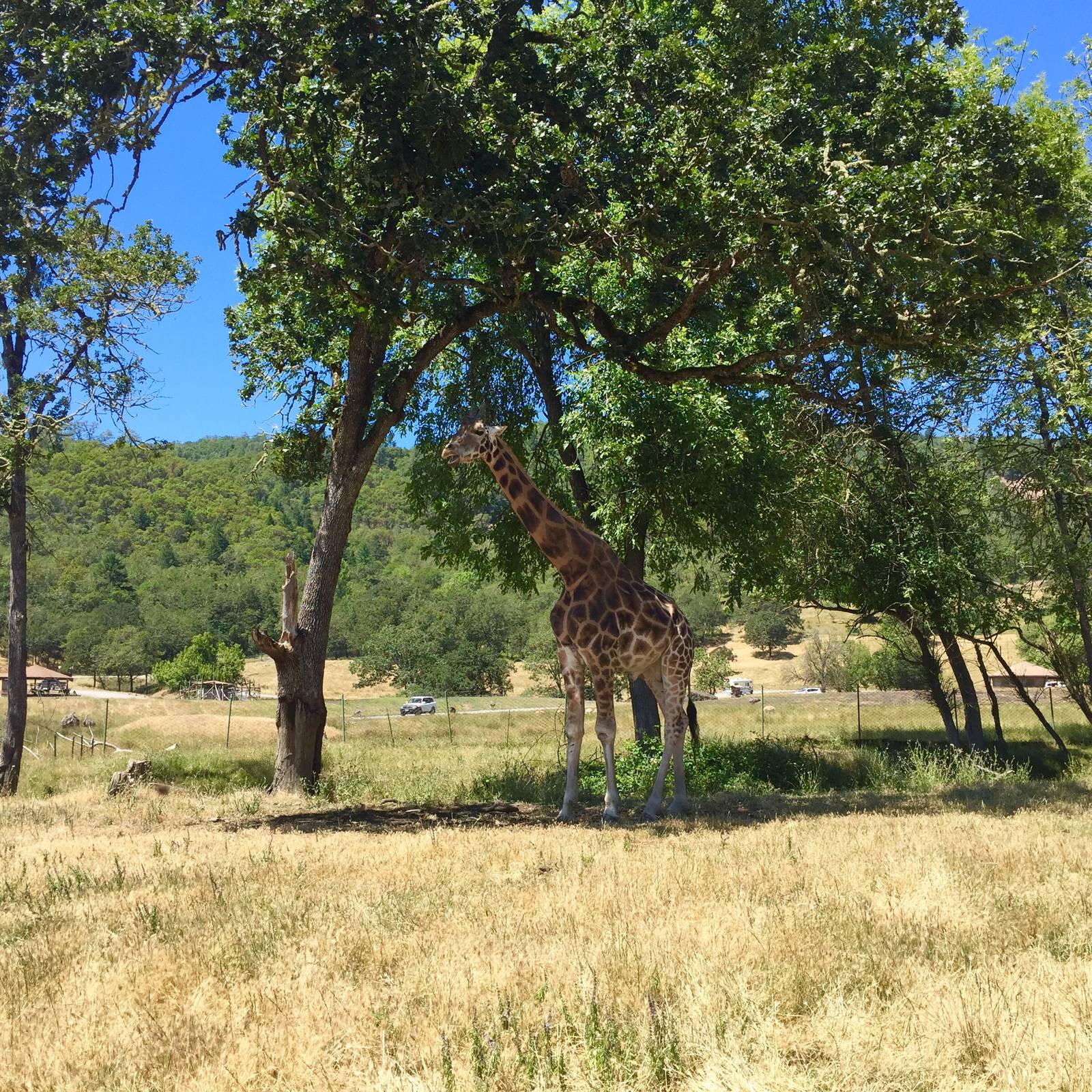 Giraffe - Africa Section