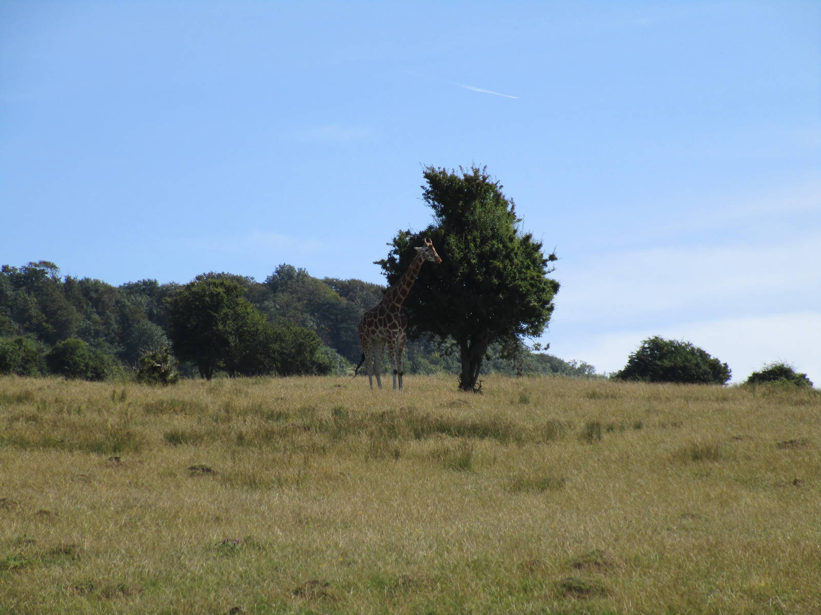 Giraffe - African Experience