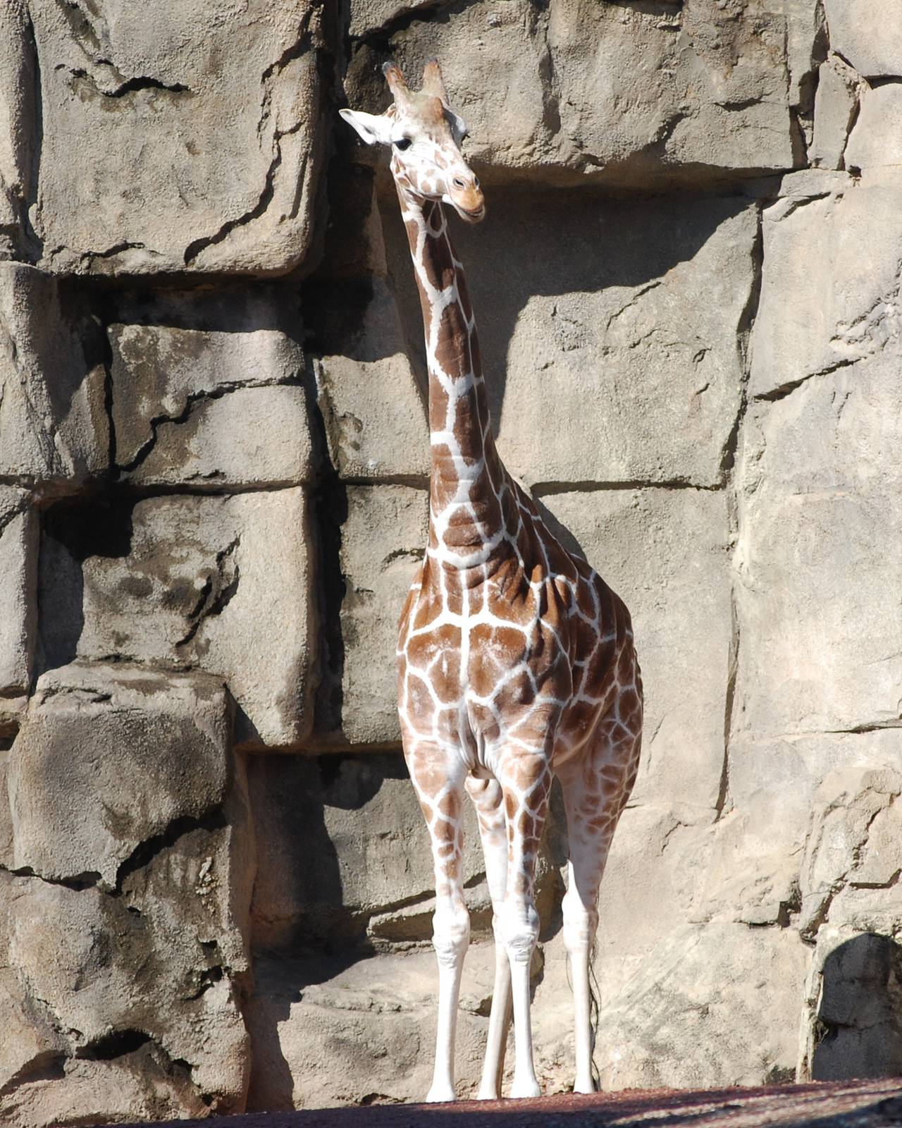 Giraffe against rocks