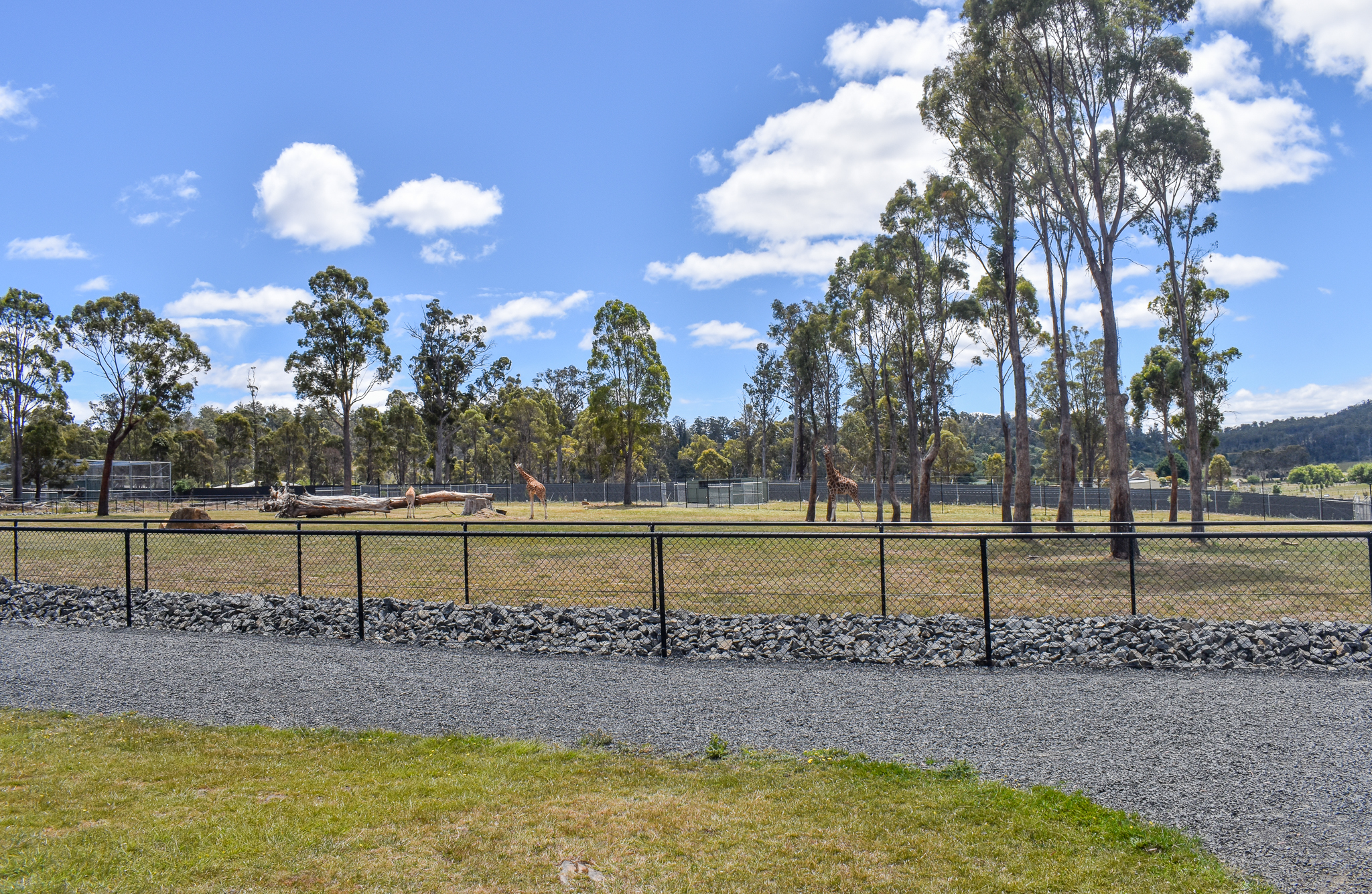Giraffe among the trees
