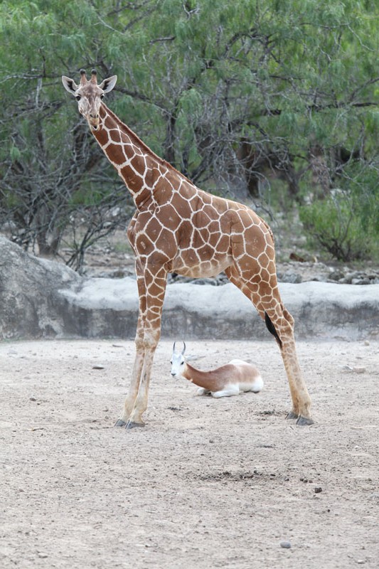 giraffe and addra gazelle