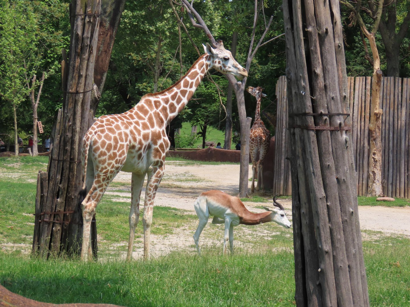 Giraffe and Addra Gazelle