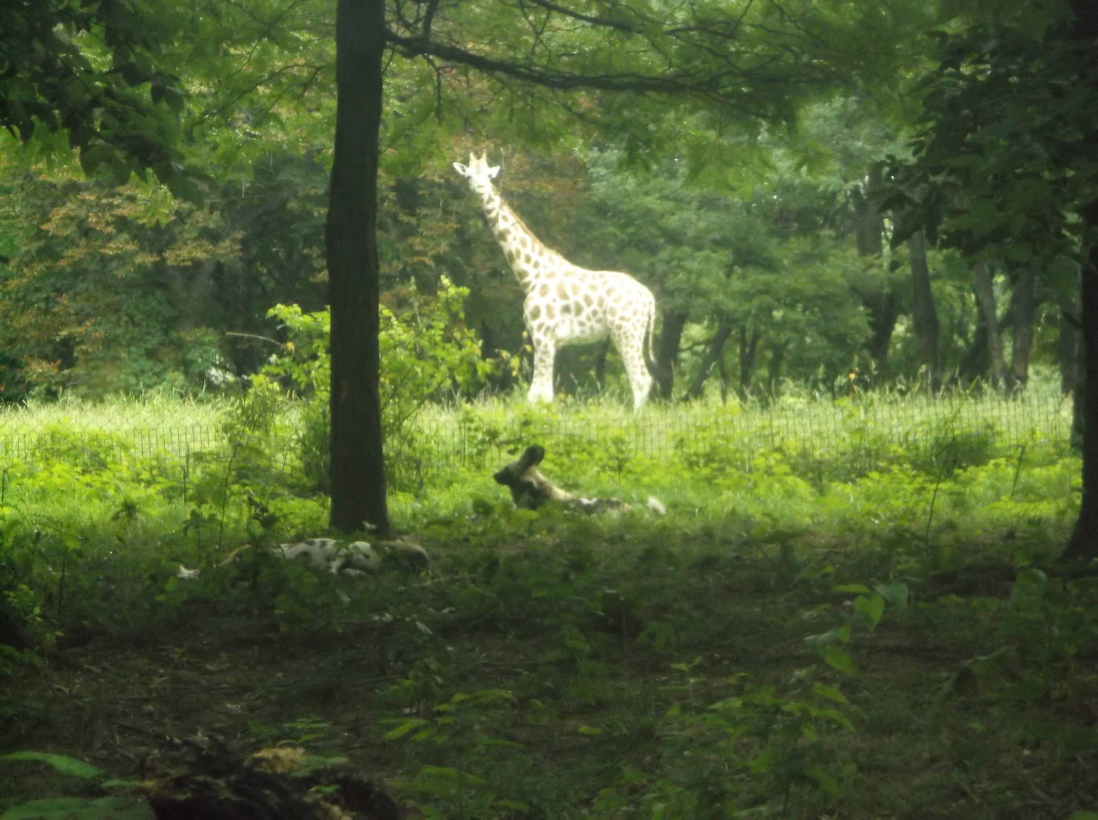 Giraffe and African Wild Dog
