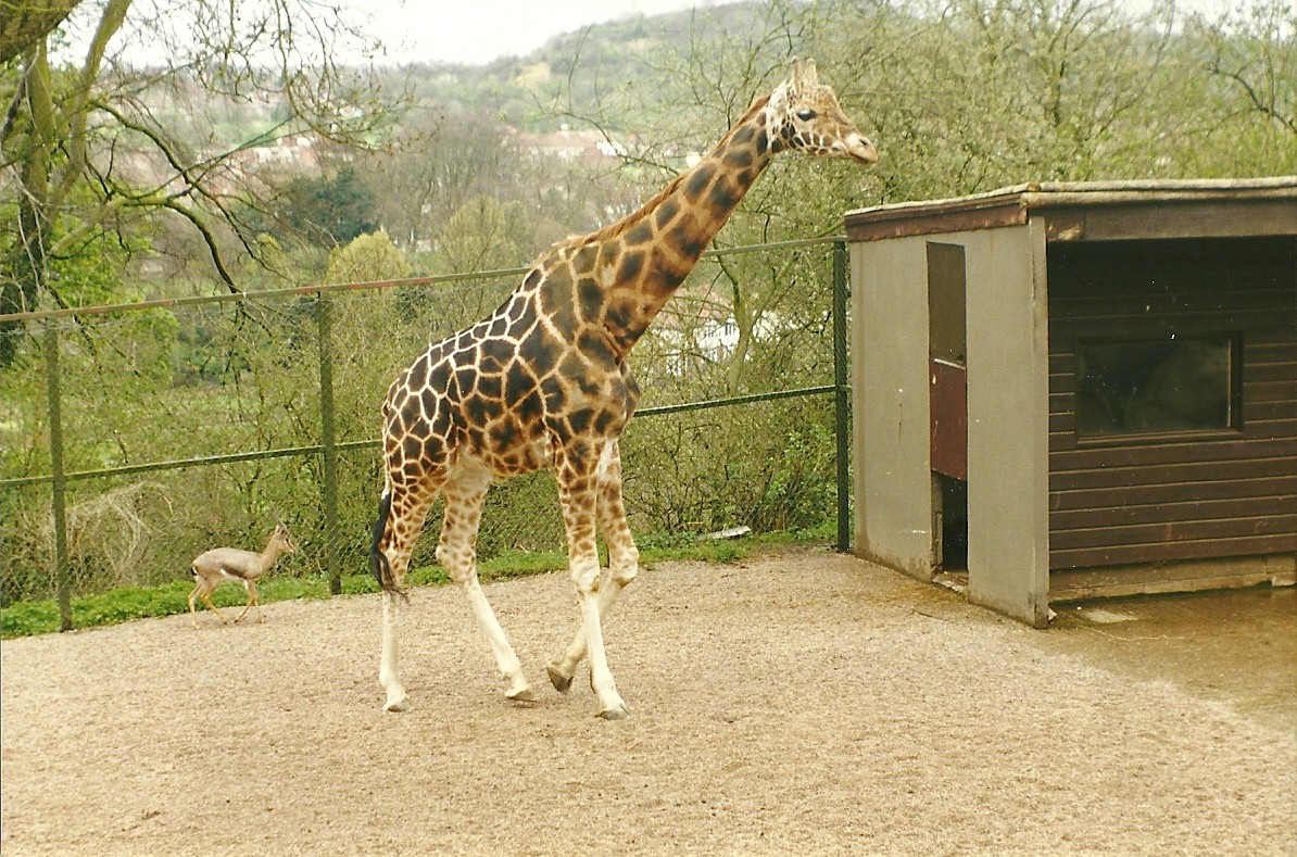 Giraffe and Arabian Gazelle 5th April 1998