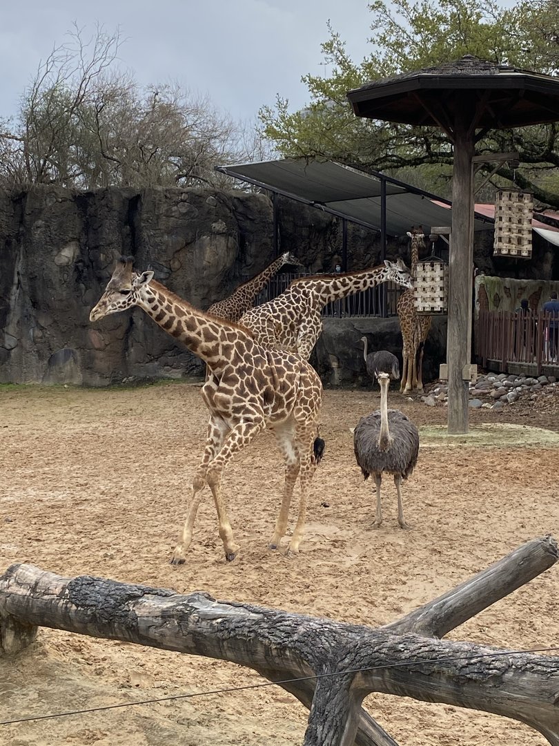 Giraffe and Awkward Ostrich