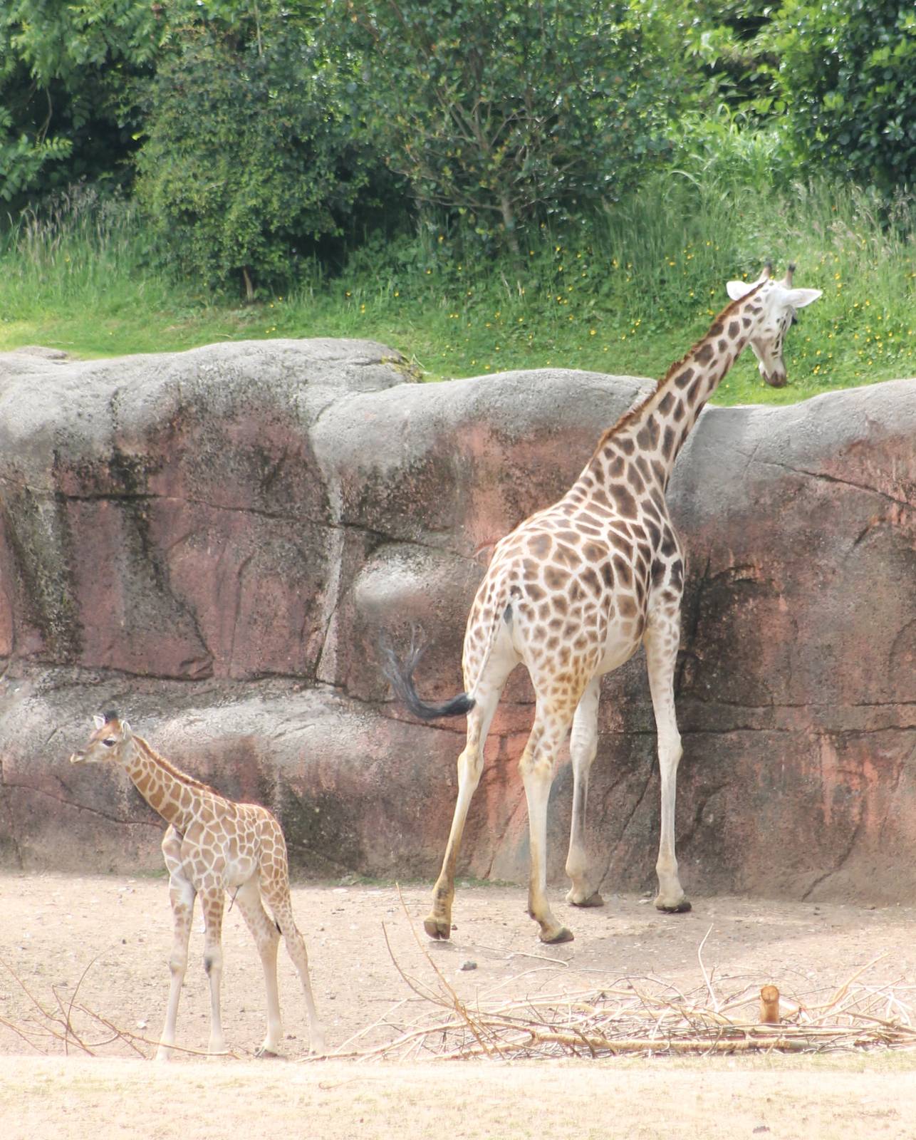 Giraffe and baby