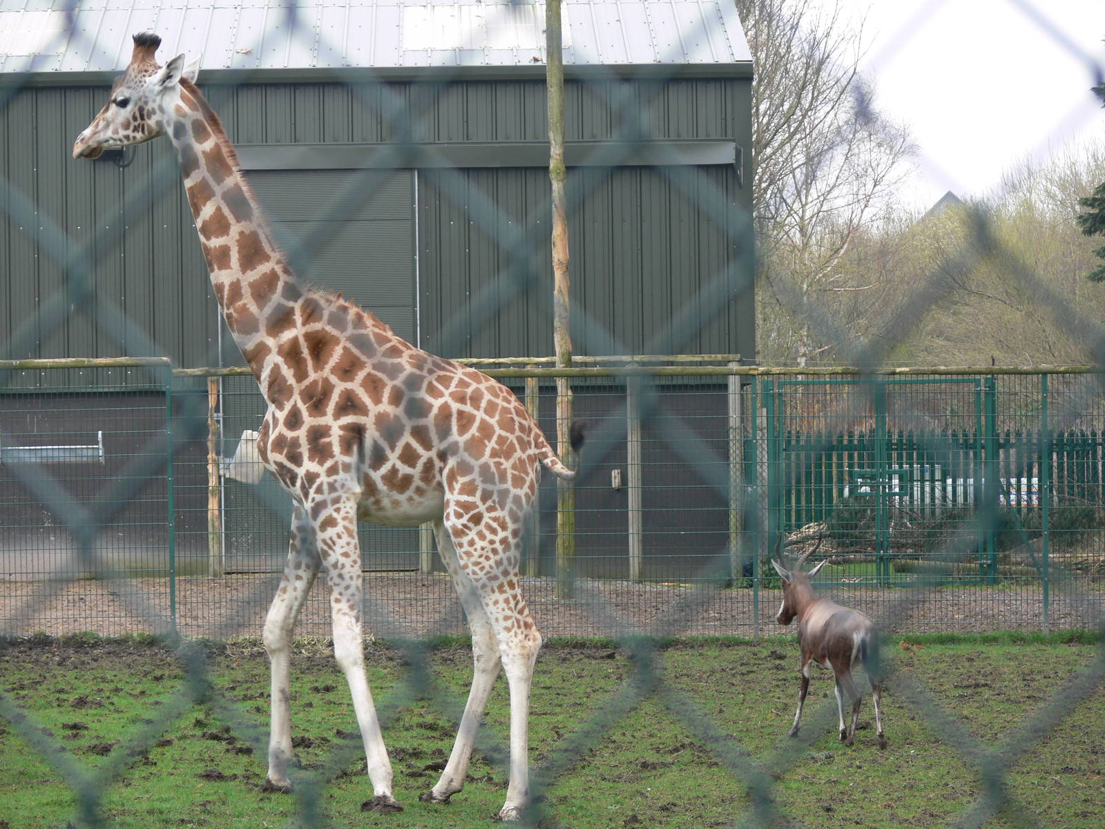 Giraffe and Blesbok at Blackpool Zoo, 30/03/14
