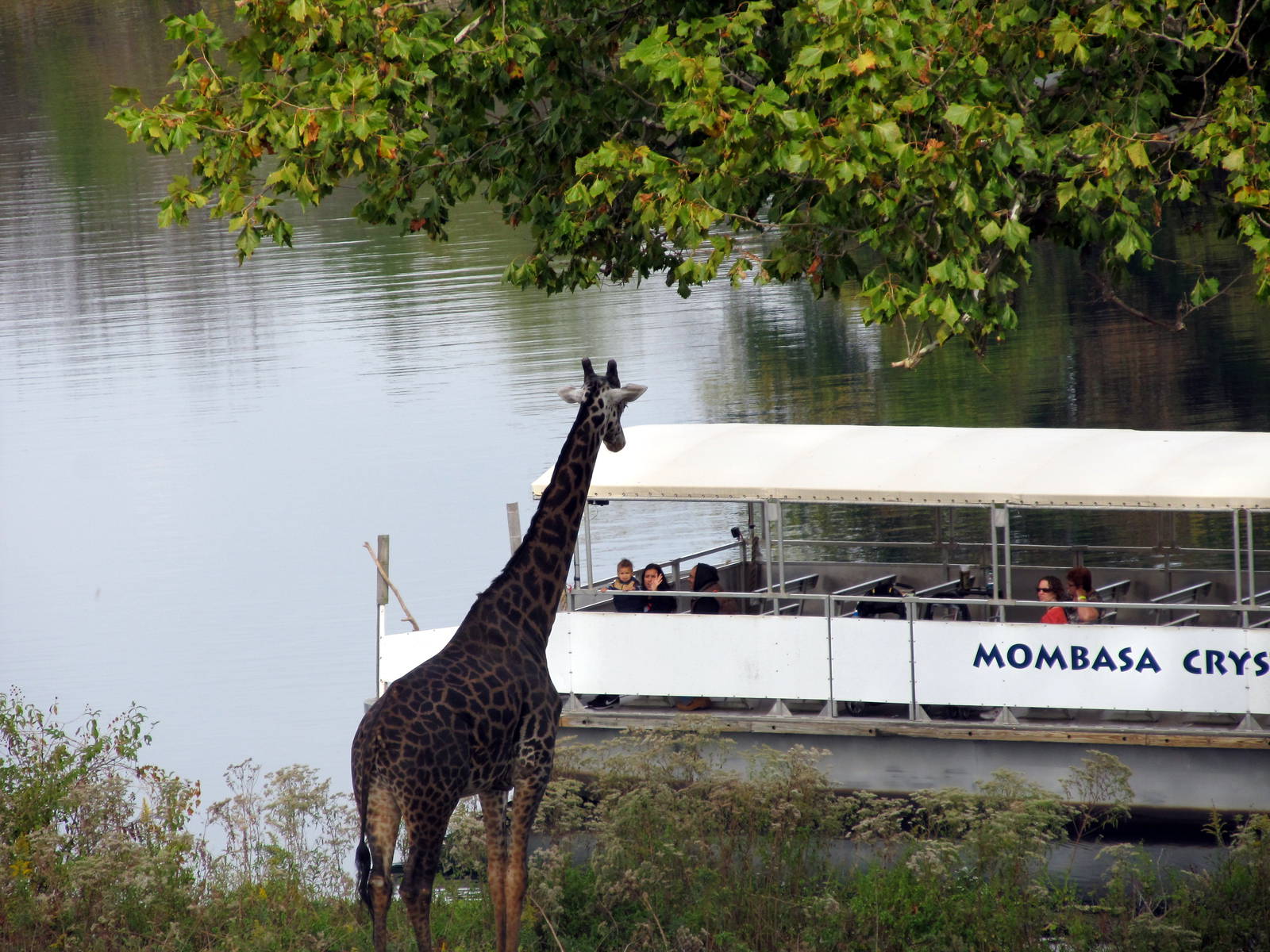 Giraffe and Boat