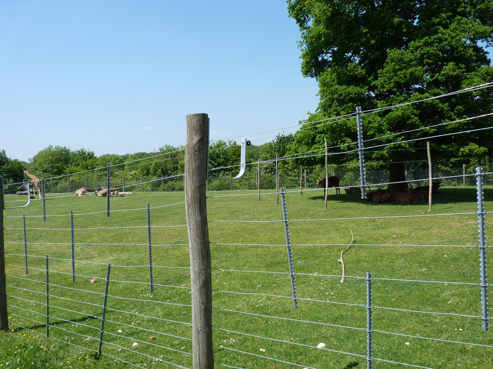 Giraffe and Bongo Mixed