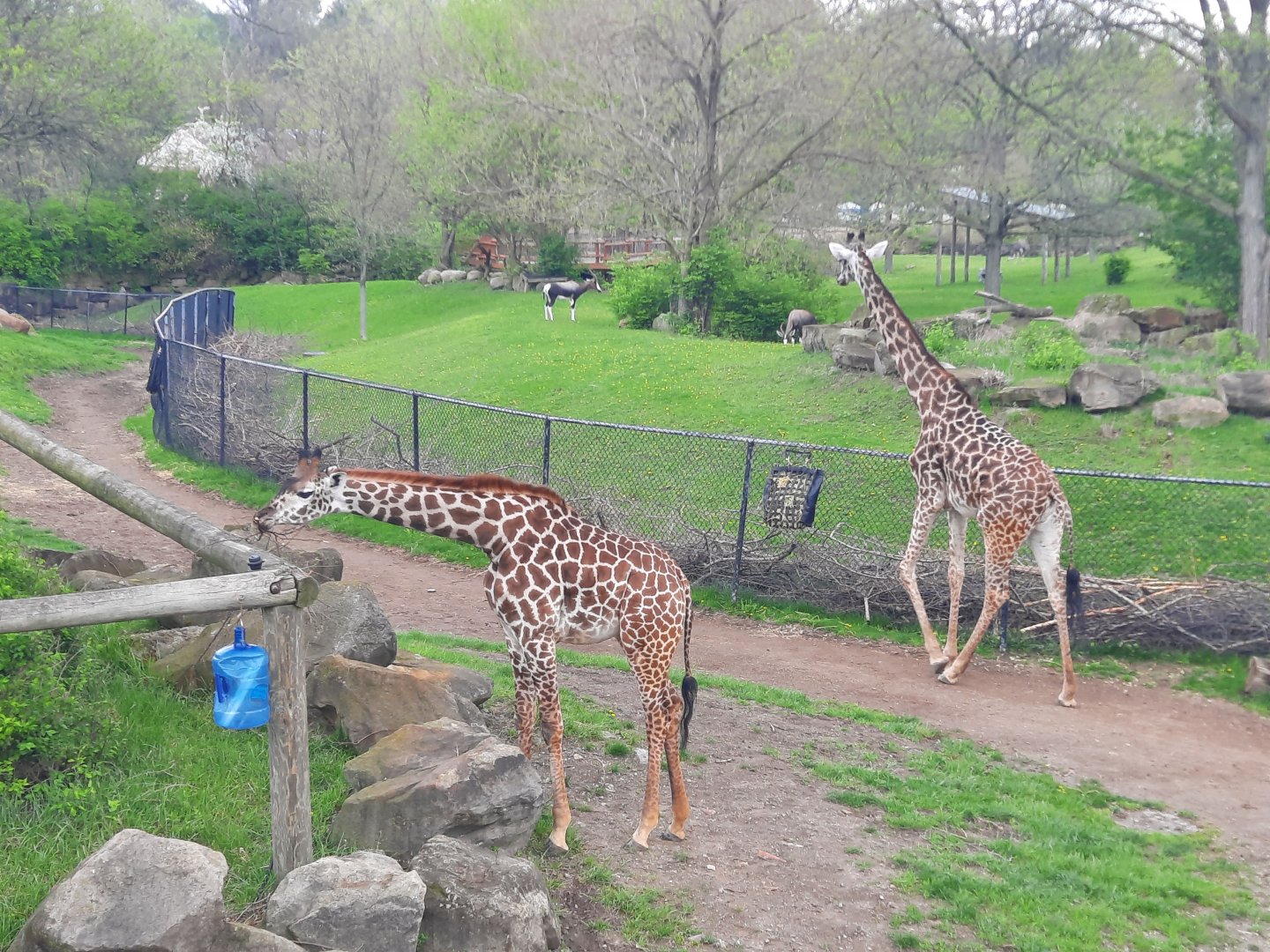Giraffe and Bontebok