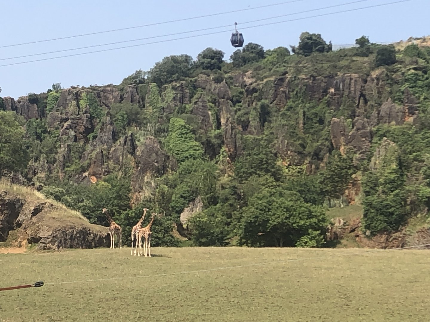 Giraffe and Cable Car View
