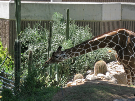 giraffe and cactus