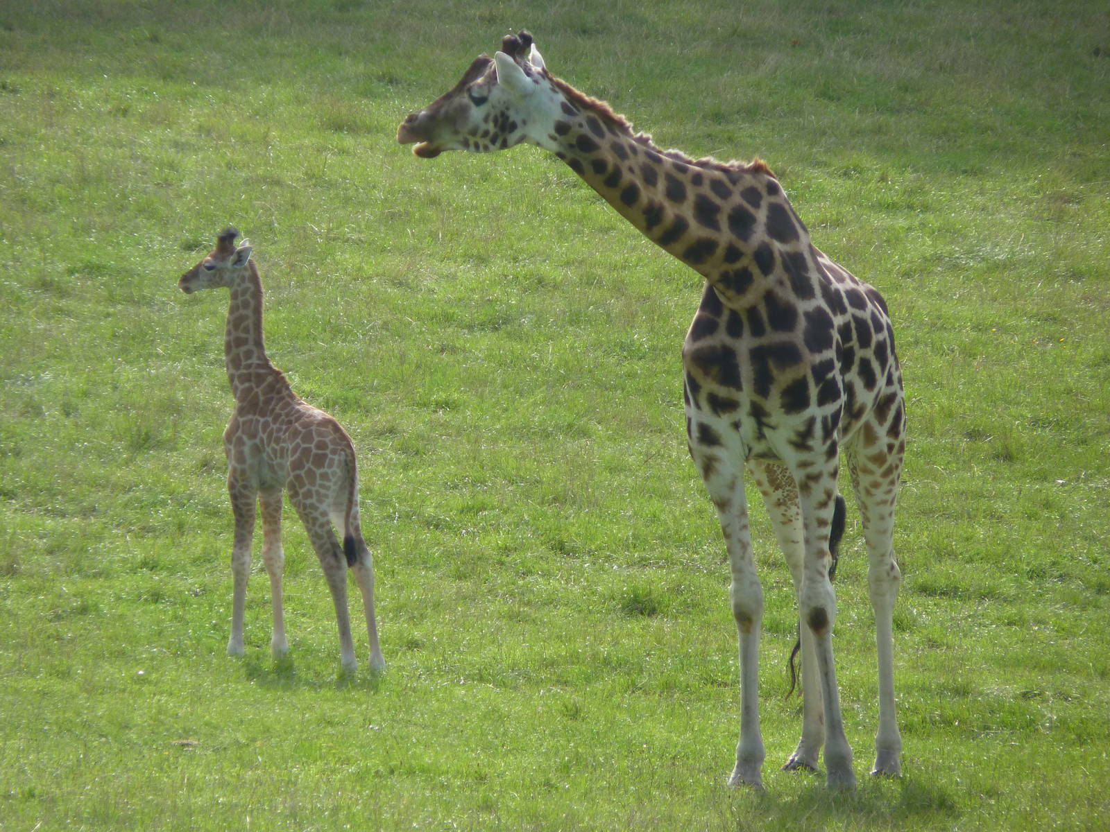 Giraffe and Calf