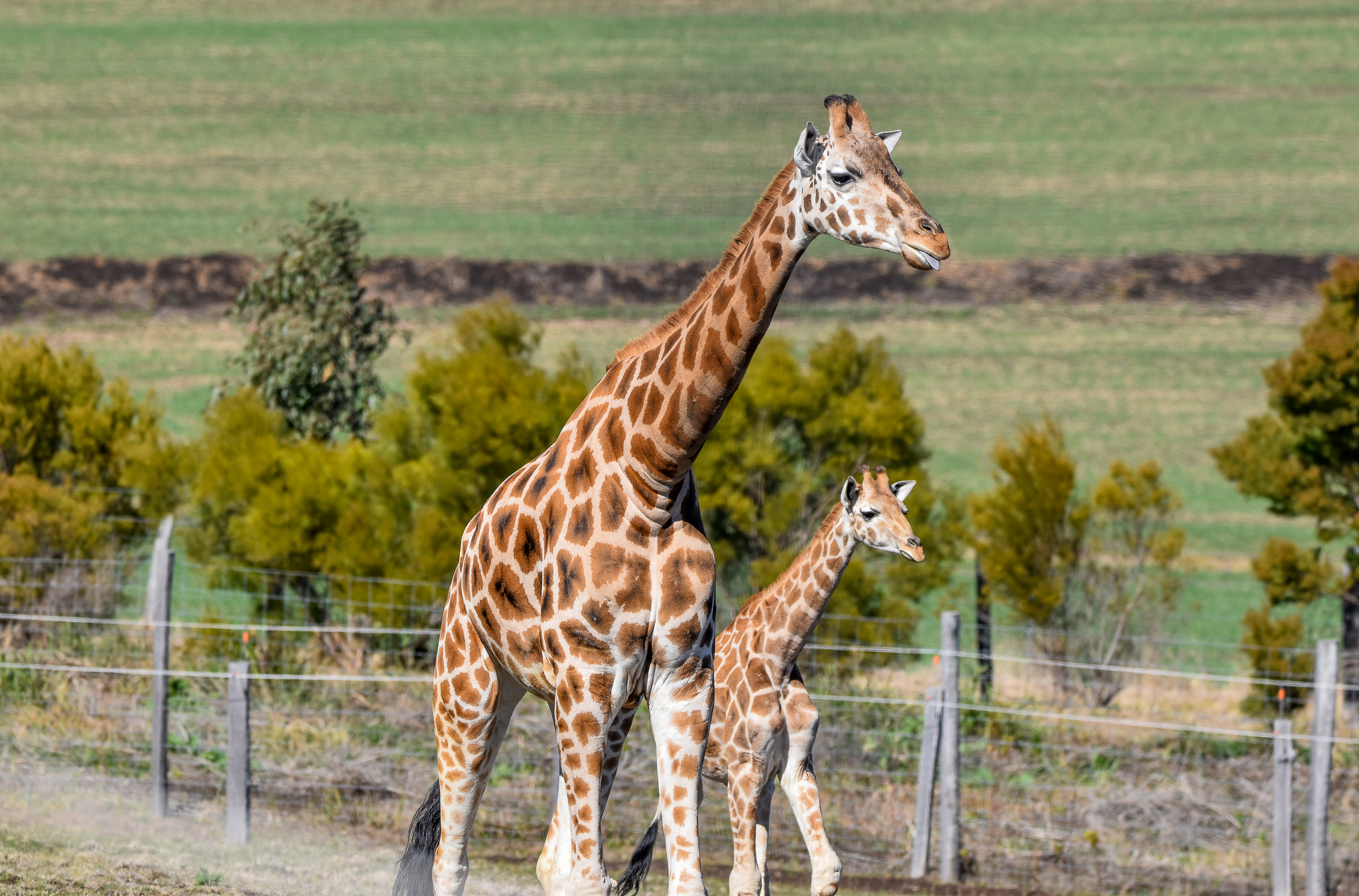 Giraffe and calf