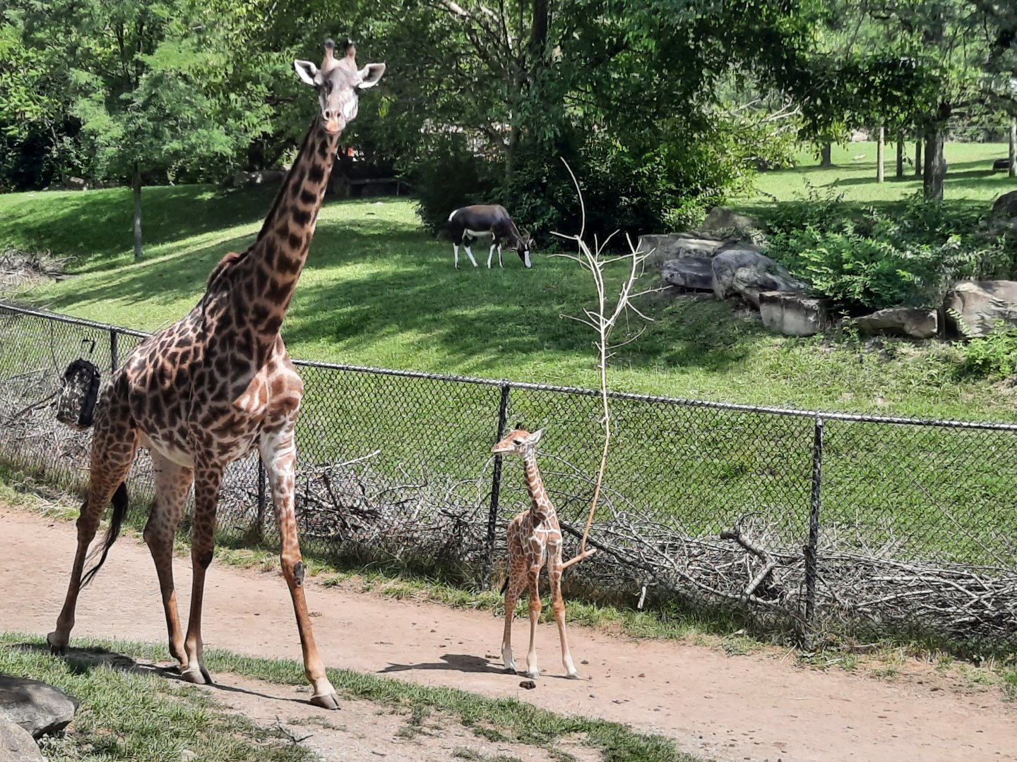 Giraffe and Calf