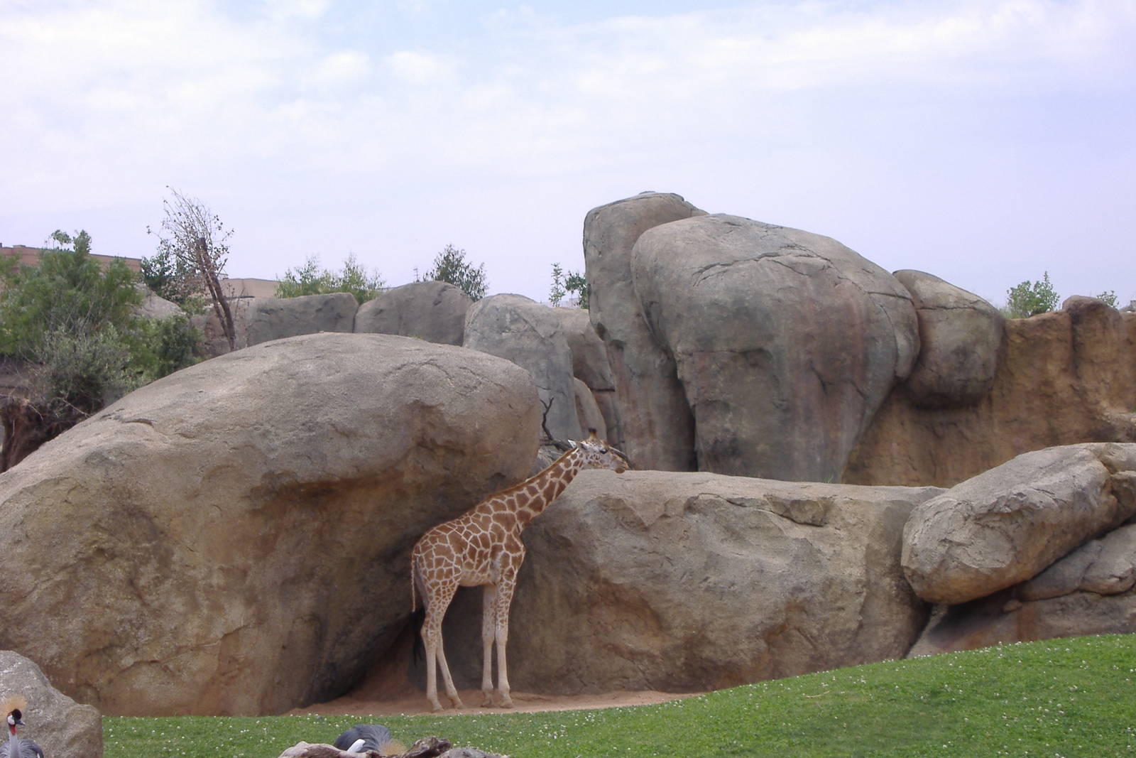 giraffe and crane at bioparc Valencia