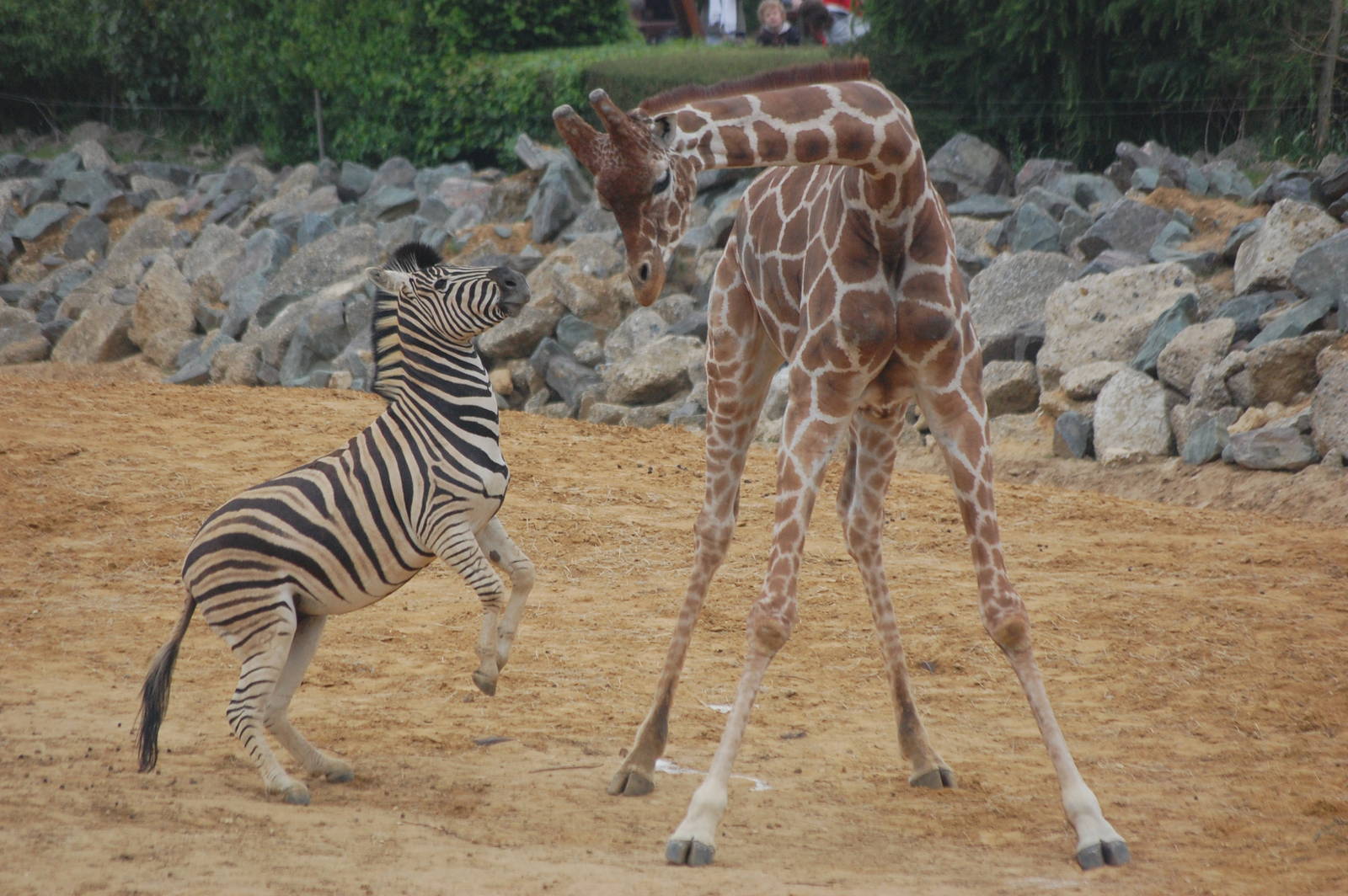 Giraffe and Eager Zebra