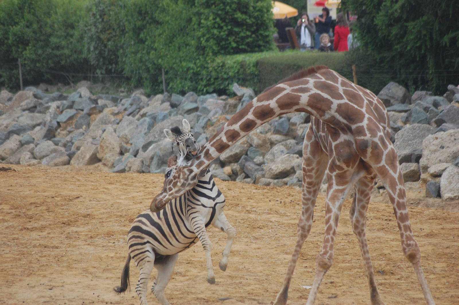Giraffe and Eager Zebra