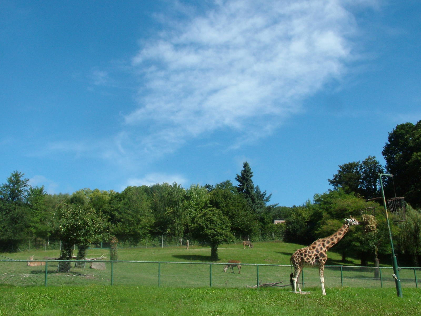 Giraffe and Eland Paddocks at Opel-Zoo Kronberg, 30/08/10