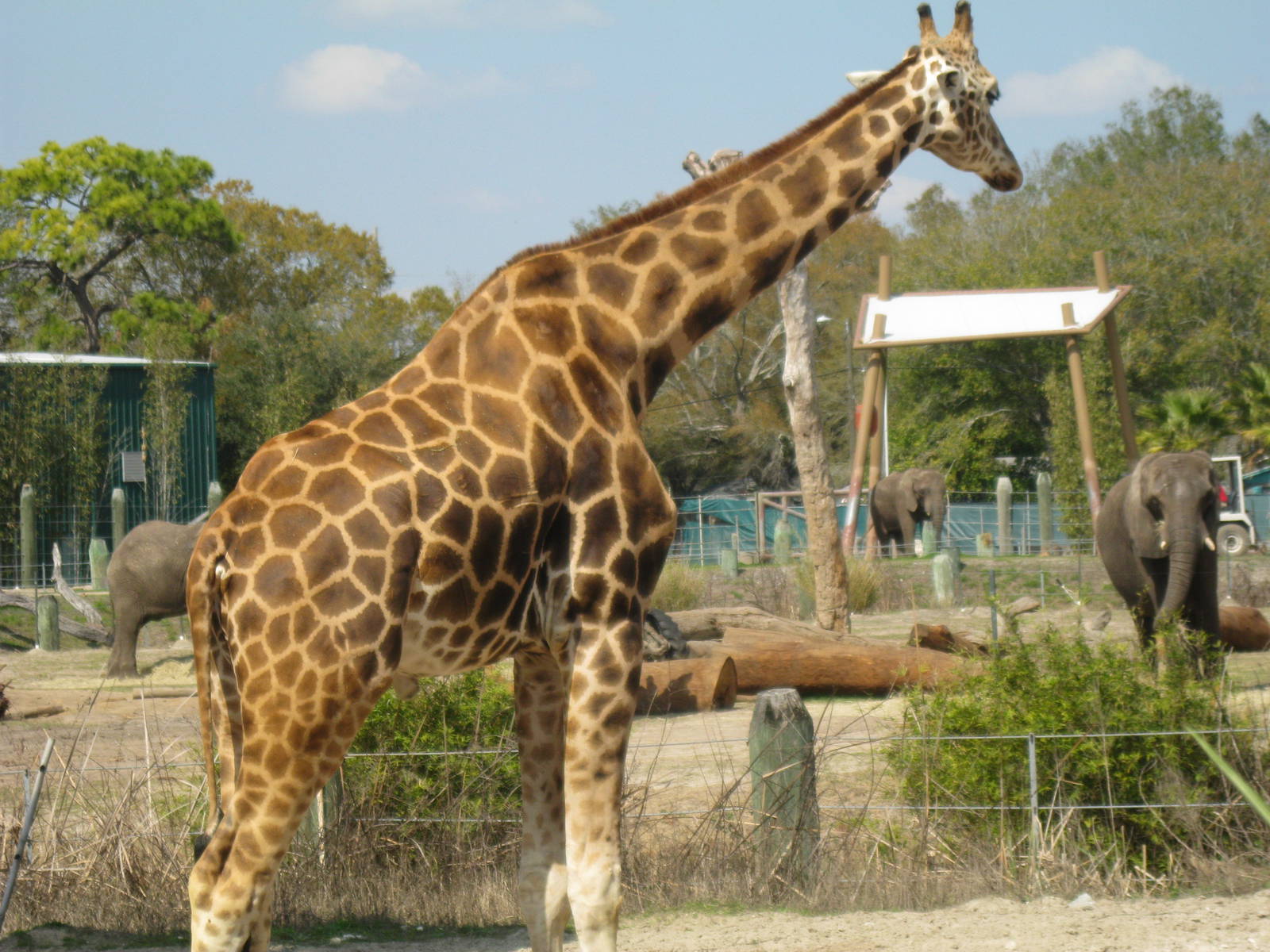 Giraffe and Elephants