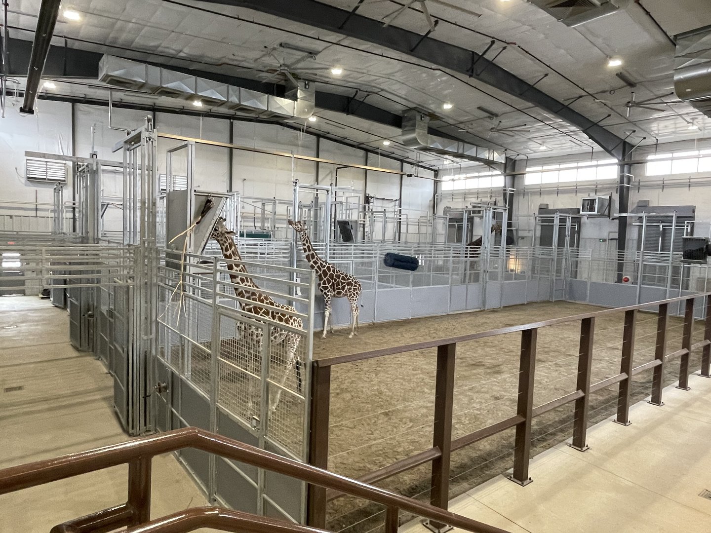 Giraffe and Friends - Barn Interior