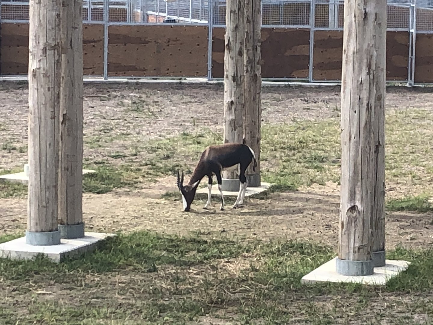 Giraffe and Friends Bontebok