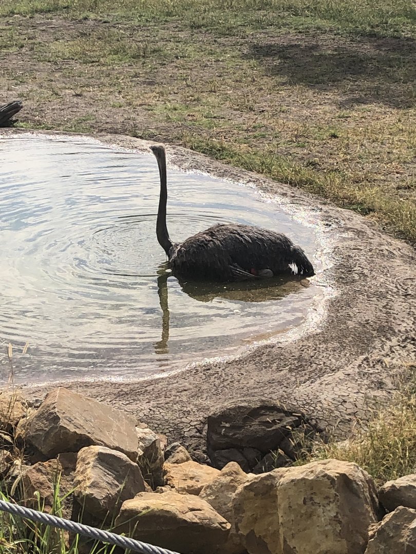 Giraffe and Friends Ostrich