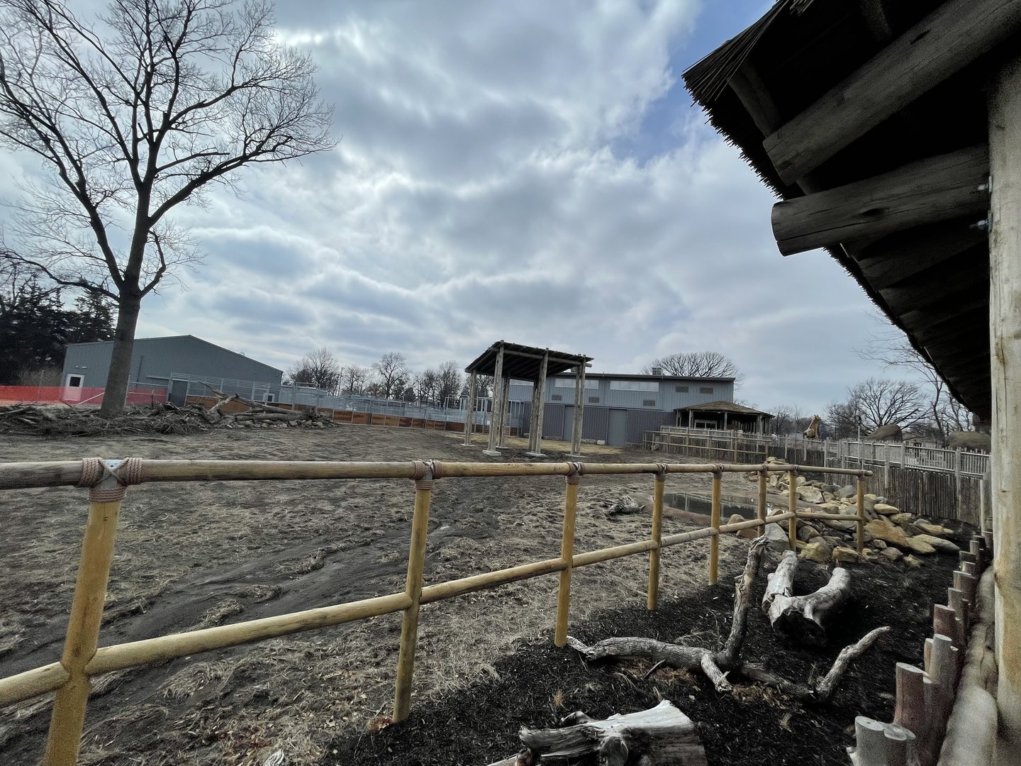 Giraffe and Friends - Outdoor Yard