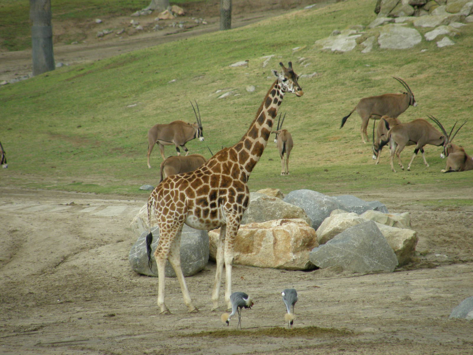 giraffe and fringe eared oryx