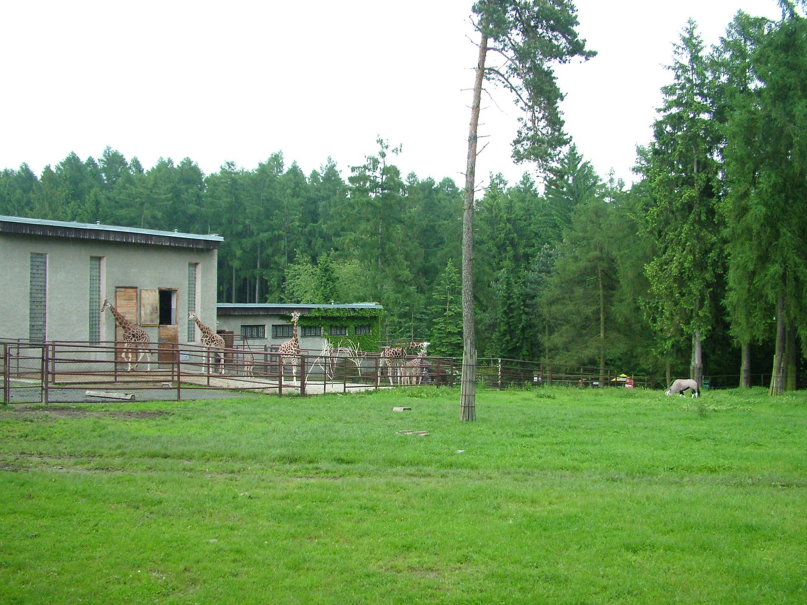 Giraffe and Gemsbok paddocks at Olomouc 30/05/09