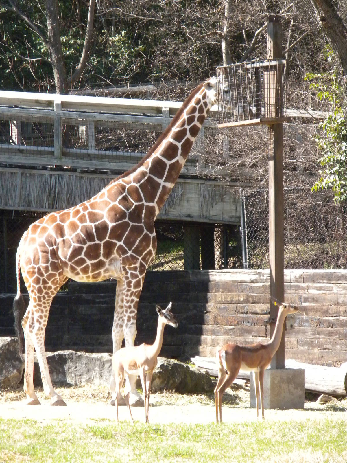 Giraffe and Gerenuk