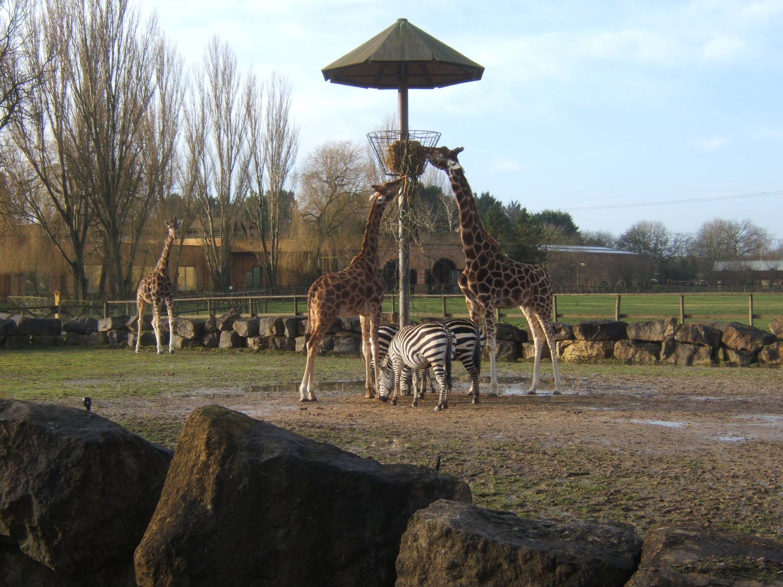 Giraffe and Grant`s Zebra