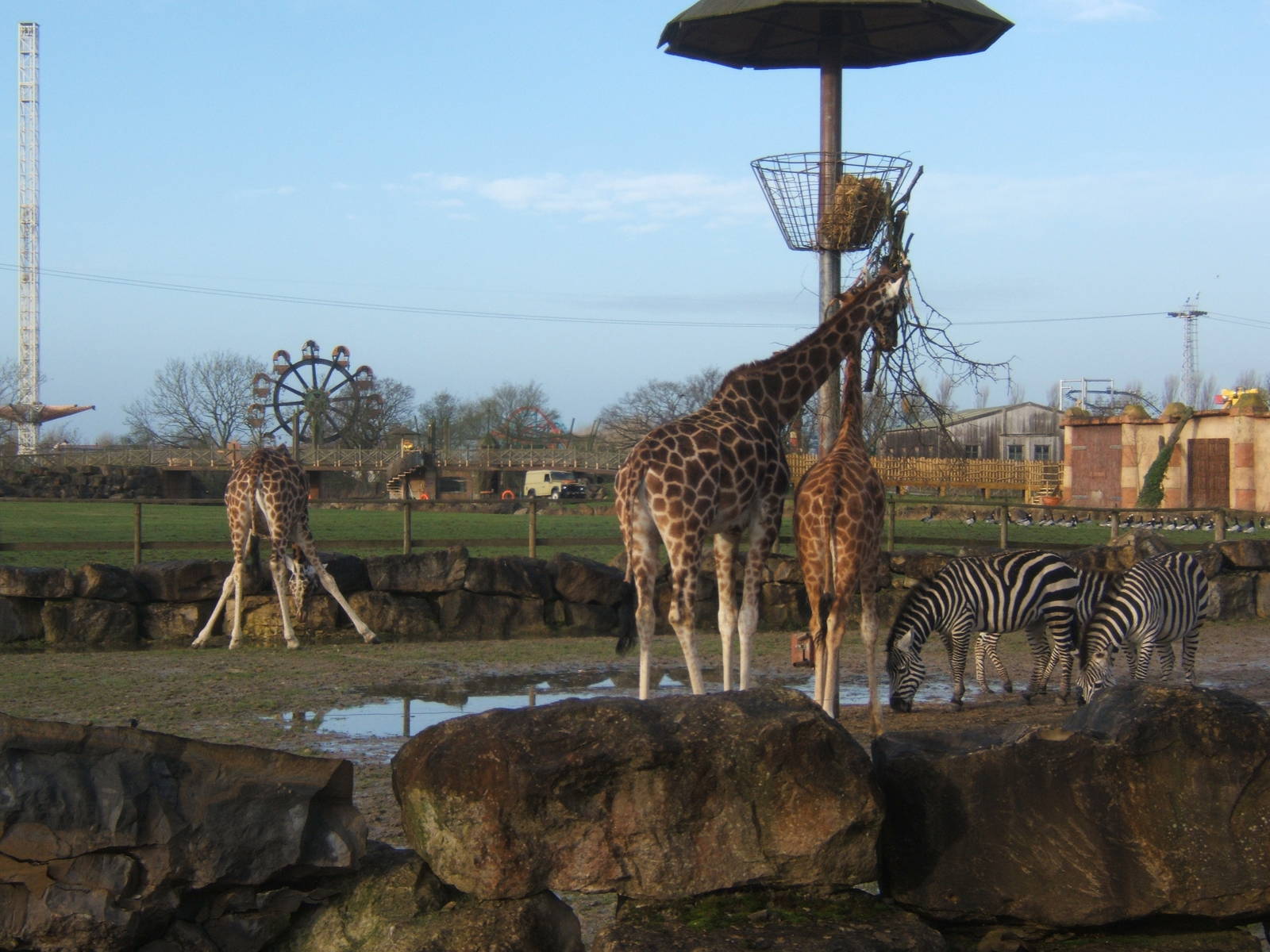 Giraffe and Grant`s Zebra