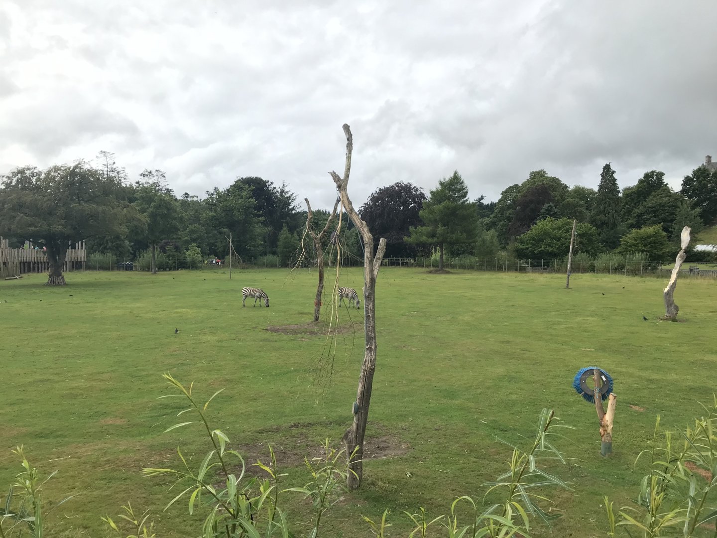 Giraffe and Grant’s zebra enclosure (3)