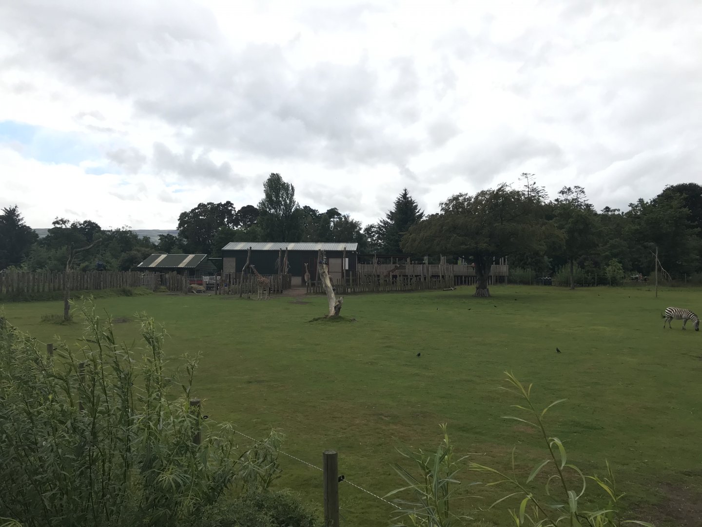 Giraffe and Grant’s zebra enclosure