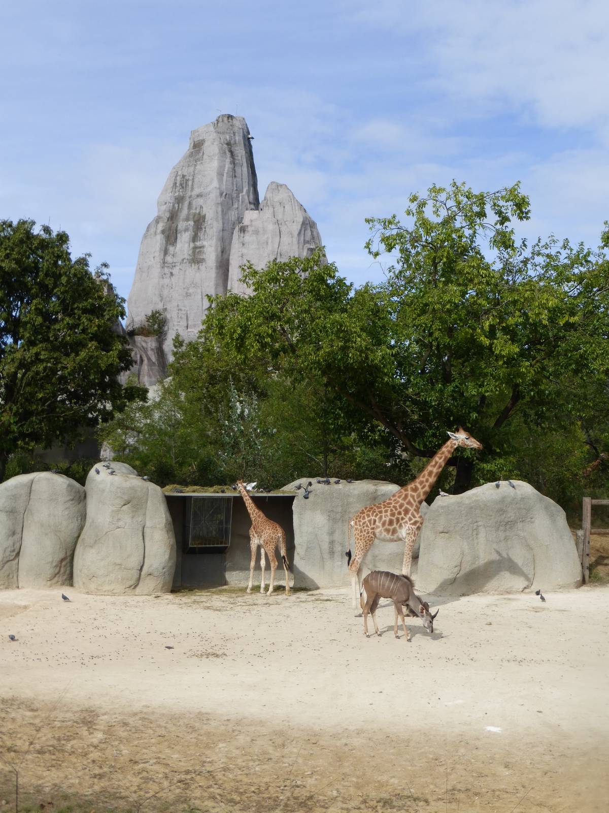Giraffe and great rock