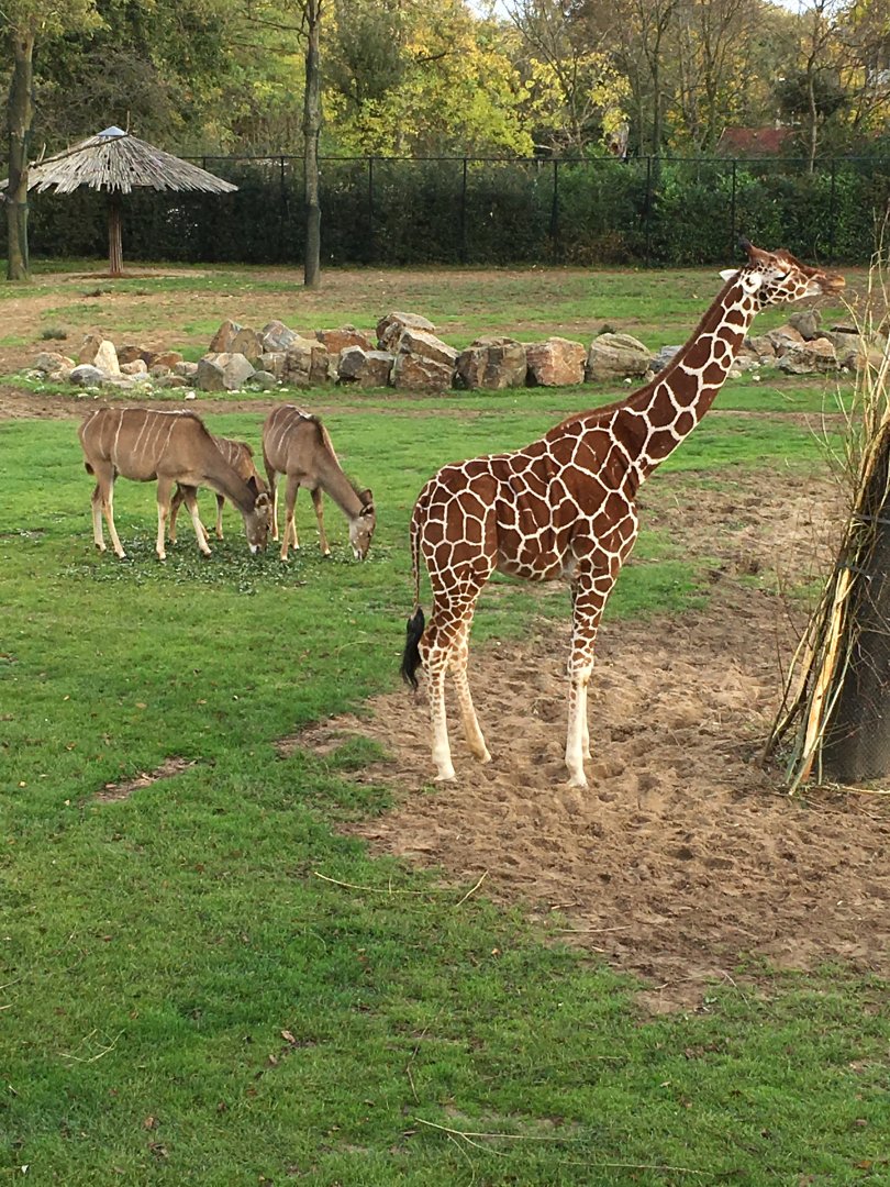Giraffe and greater kudu