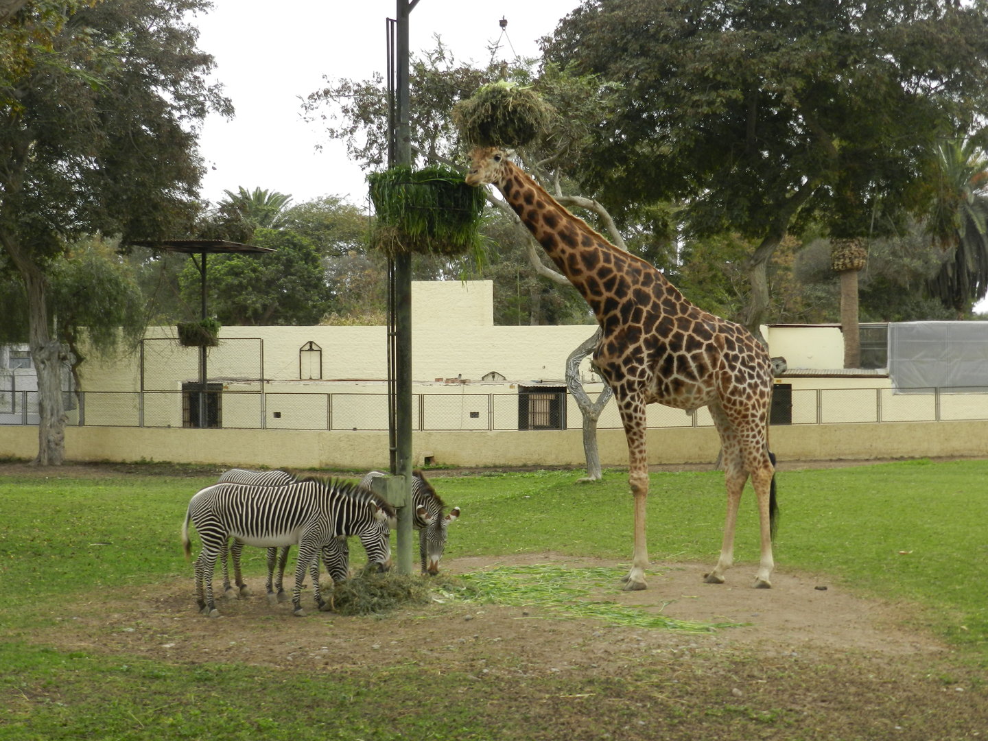 Giraffe and Grevy's zebras - Parque de Las Leyendas