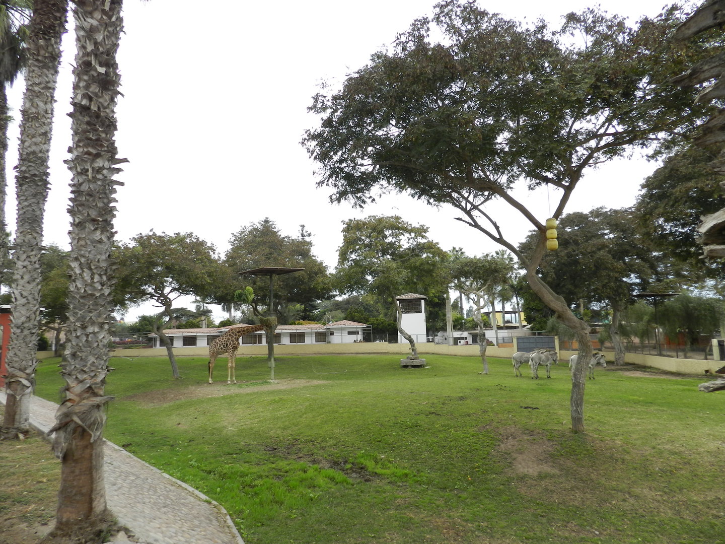 Giraffe and Grevy's zebras - Parque de Las Leyendas