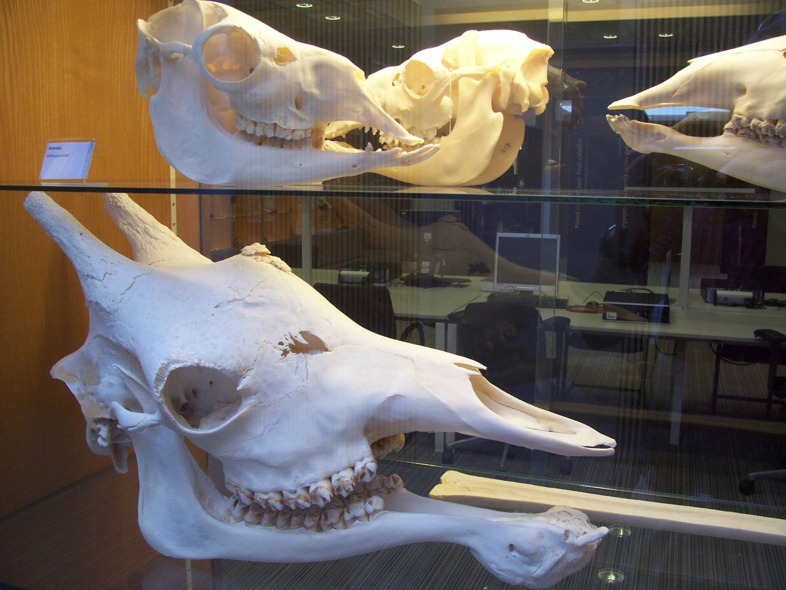 Giraffe and Guanaco (top) skulls