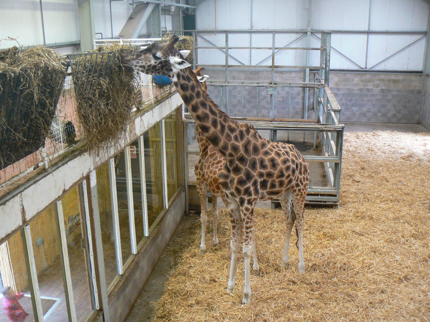 Giraffe and House - 15 October 2017