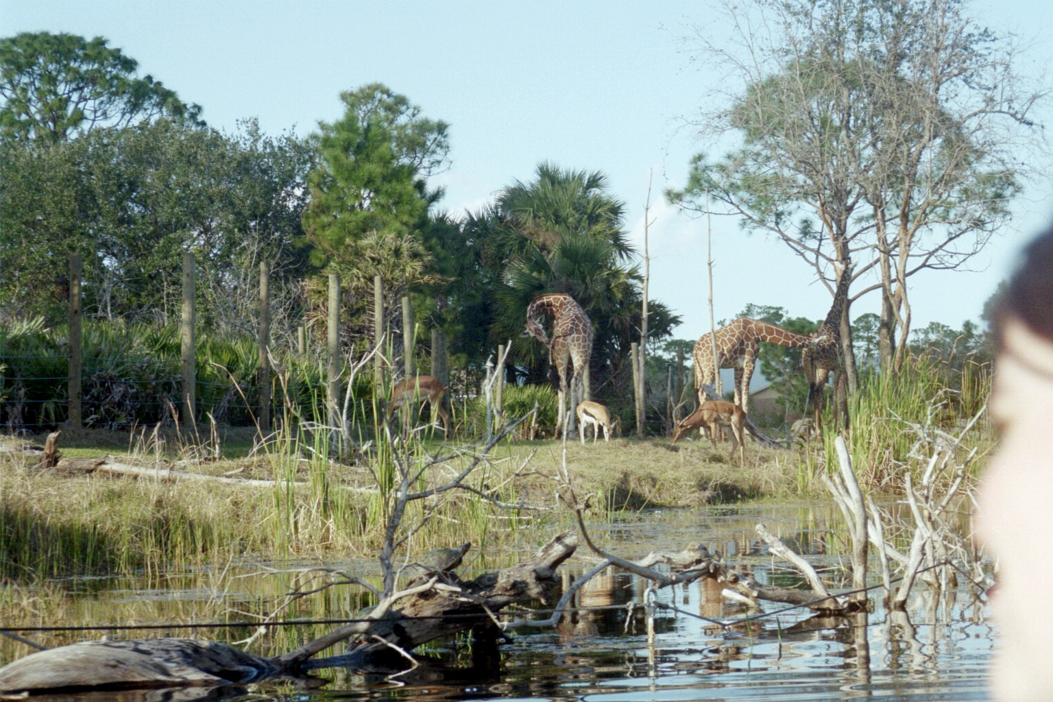 Giraffe and Impala - Expedition Africa