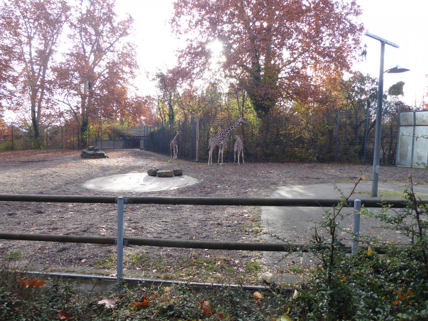 Giraffe and Lesser kudu enclosure 011218
