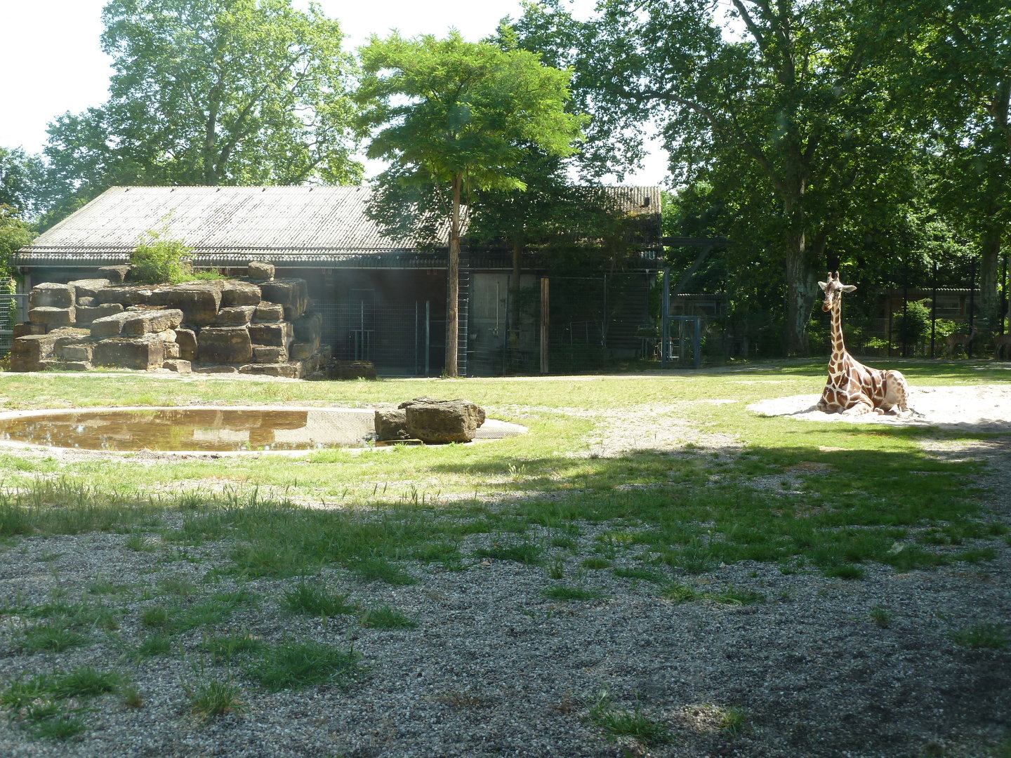 Giraffe and lesser kudu enclosure