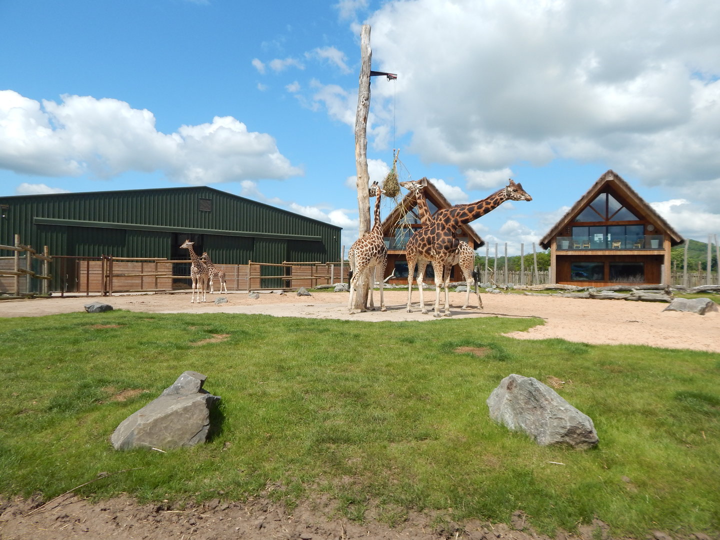 Giraffe and lodges 150523