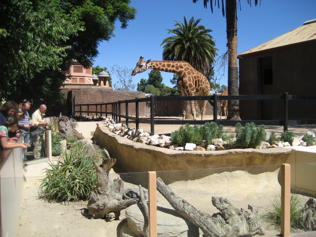 Giraffe and Meerkat exhibit