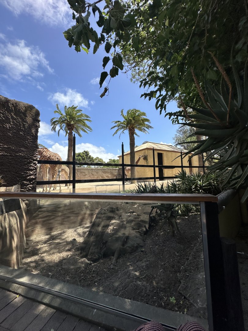 Giraffe and meerkat exhibits