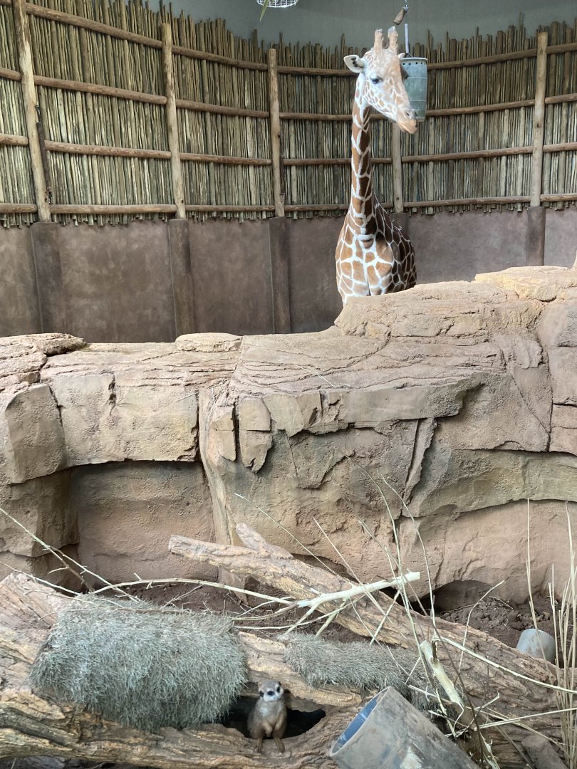 Giraffe and Meerkat