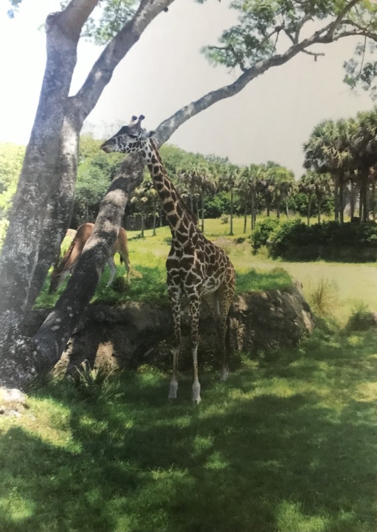 Giraffe and nyala (2014)