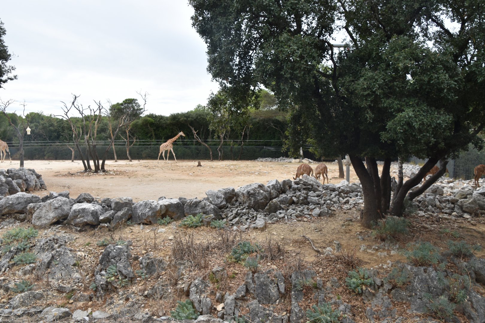 Giraffe and nyala mixed exhibit